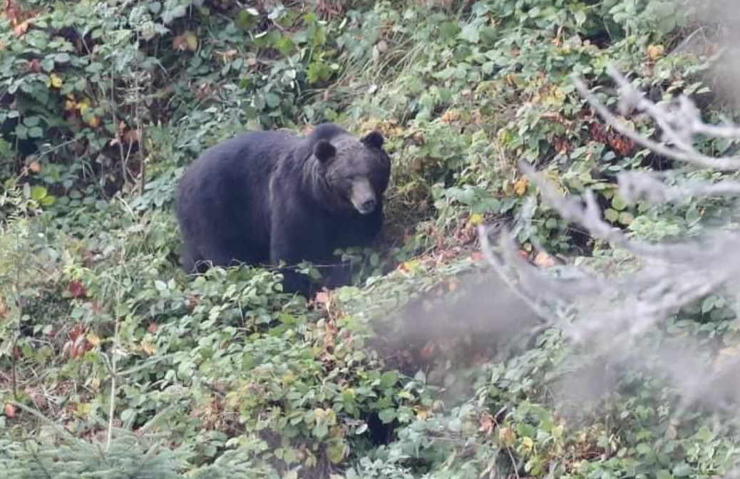 Un urs a fost observat în localitatea Moroeni, zona Peștera, generând îngrijorare și precauție în rândul locuitorilor. Autoritățile au reacționat prompt