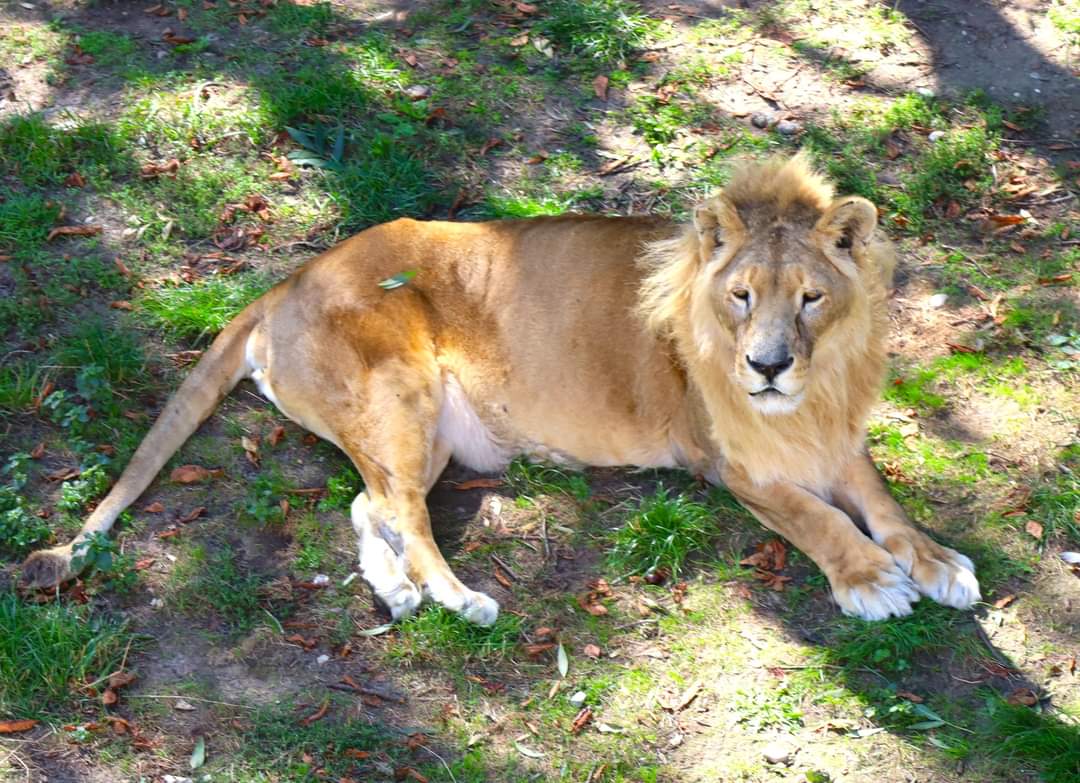 Grădina Zoologică din Târgoviște impresionează cu diversitatea sa, adăpostind 1274 de exemplare reprezentând 140 de specii diferite.