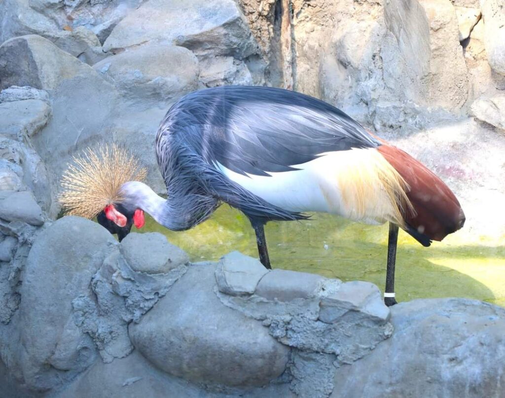 Intrare gratuită la Grădina Zoologică din Târgoviște, vineri, 4 octombrie, de Ziua Mondială a Animalelor Grădina Zoologică din Târgoviște impresionează cu diversitatea sa, adăpostind 1274 de exemplare reprezentând 140 de specii diferite.