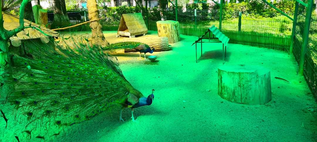 Grădina Zoologică din Târgoviște impresionează cu diversitatea sa, adăpostind 1274 de exemplare reprezentând 140 de specii diferite.