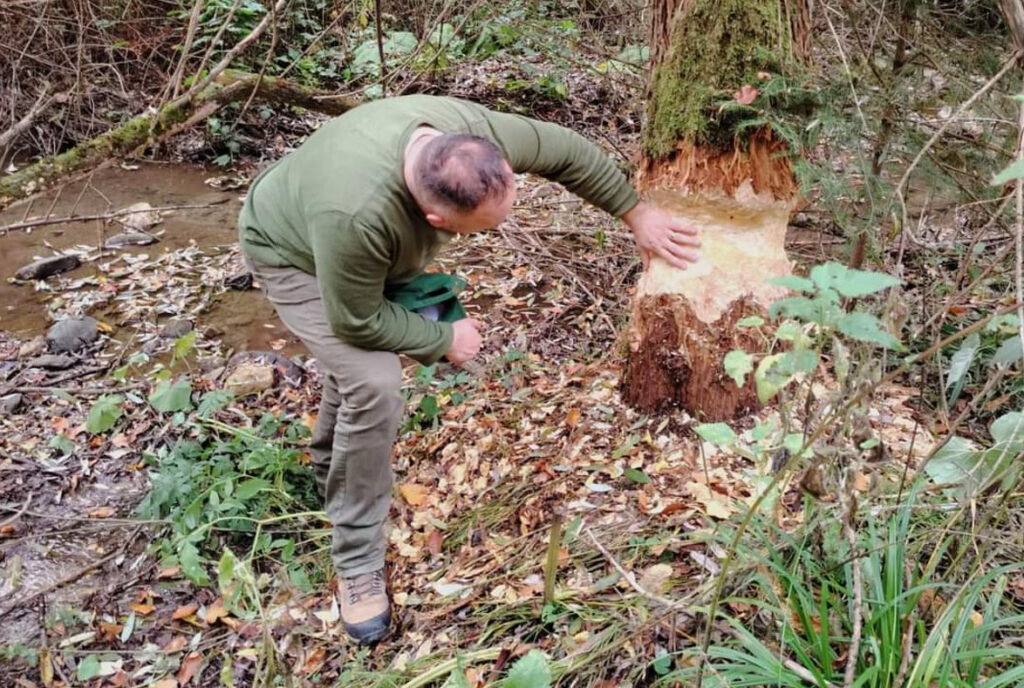 Castorii revin în Munții României Castorul considerat dispărut din fauna României, își extinde teritoriul în județul Hunedoara, după ce a fost reintrodus între 1998 și 2003.