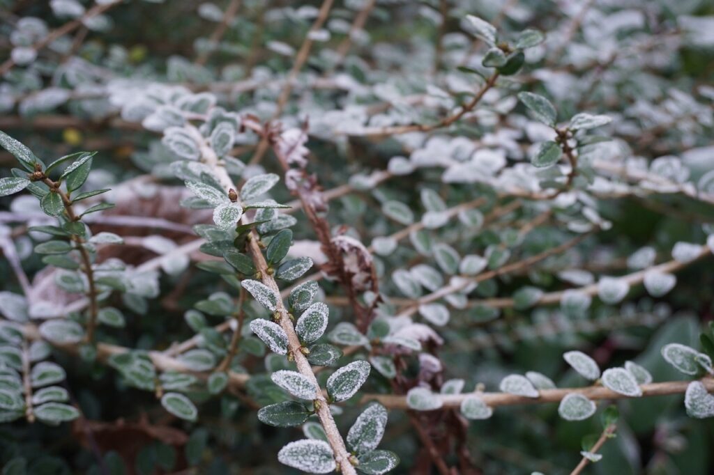 Alertă meteorologică, în ultimele zile, vremea din România a suferit o schimbare bruscă, iar meteorologii au emis o alertă privind temperaturile