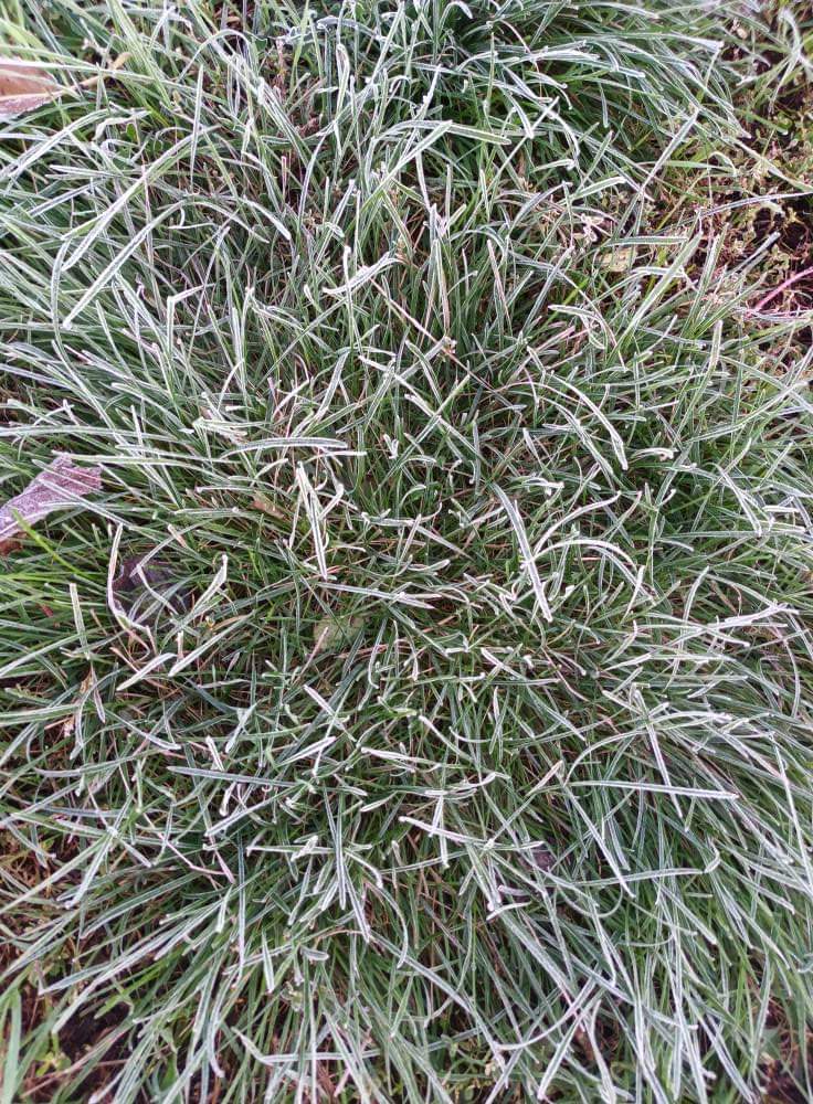 Temperaturile au scăzut drastic, brumă și îngheț, urmează alte trei zile cu aer polar, astăzi, 18 octombrie 2024, vremea va fi foarte rece în general,