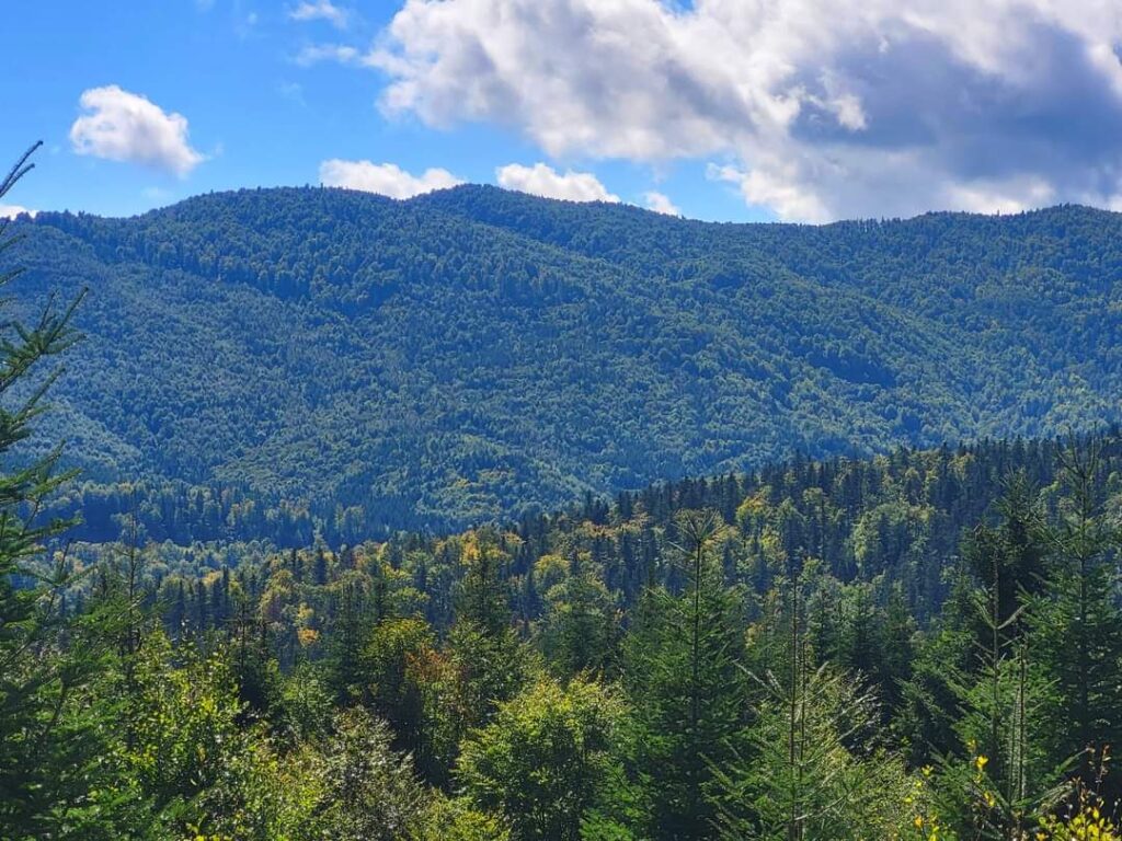 Peisaje frumoase de toamnă din pădurile României, un spectacol natural de neuitat, când frunzele copacilor își schimbă culorile în nuanțe vibrante de roșu, galben și portocaliu.
