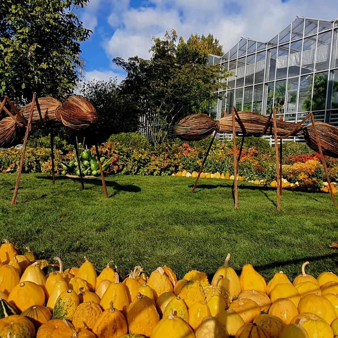 Expoziția „Flori de toamnă”, o explozie frumusețe și culori la Grădina Botanică „Anastasie Fătu” a Universității „Alexandru Ioan Cuza” din Iași.