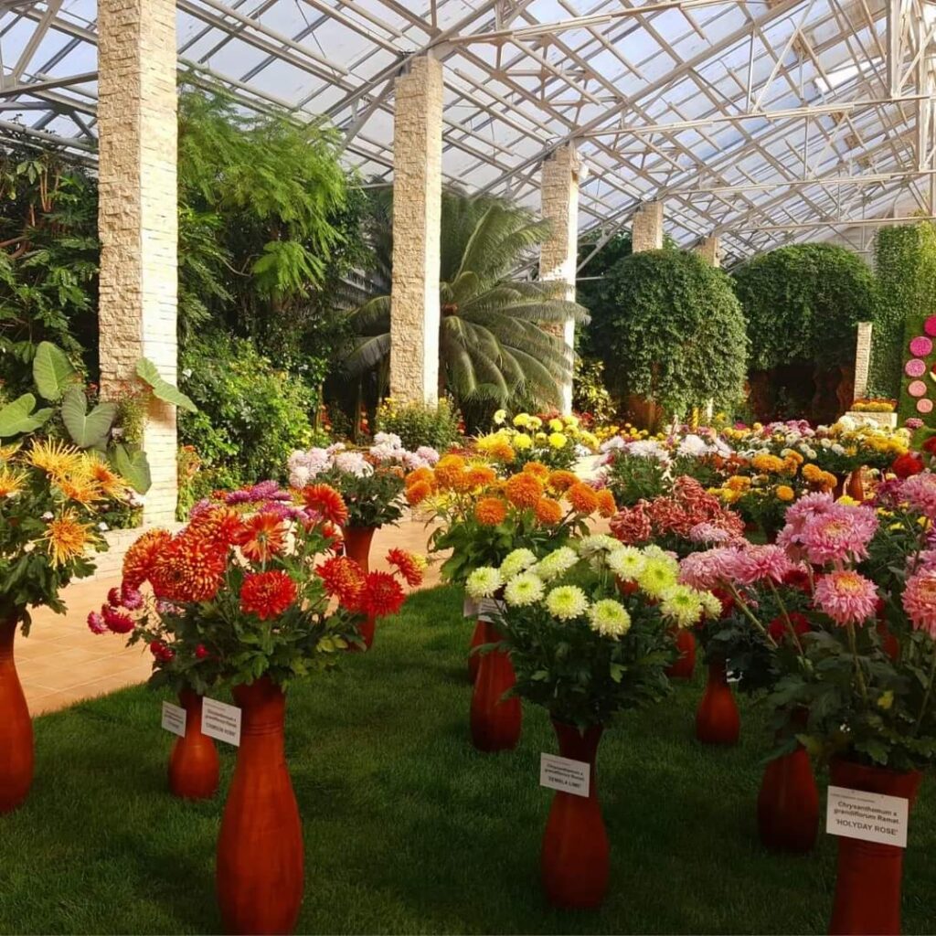 Expoziția „Flori de toamnă”, o explozie frumusețe și culori  Expoziția „Flori de toamnă”, o explozie frumusețe și culori la Grădina Botanică „Anastasie Fătu” a Universității „Alexandru Ioan Cuza” din Iași.