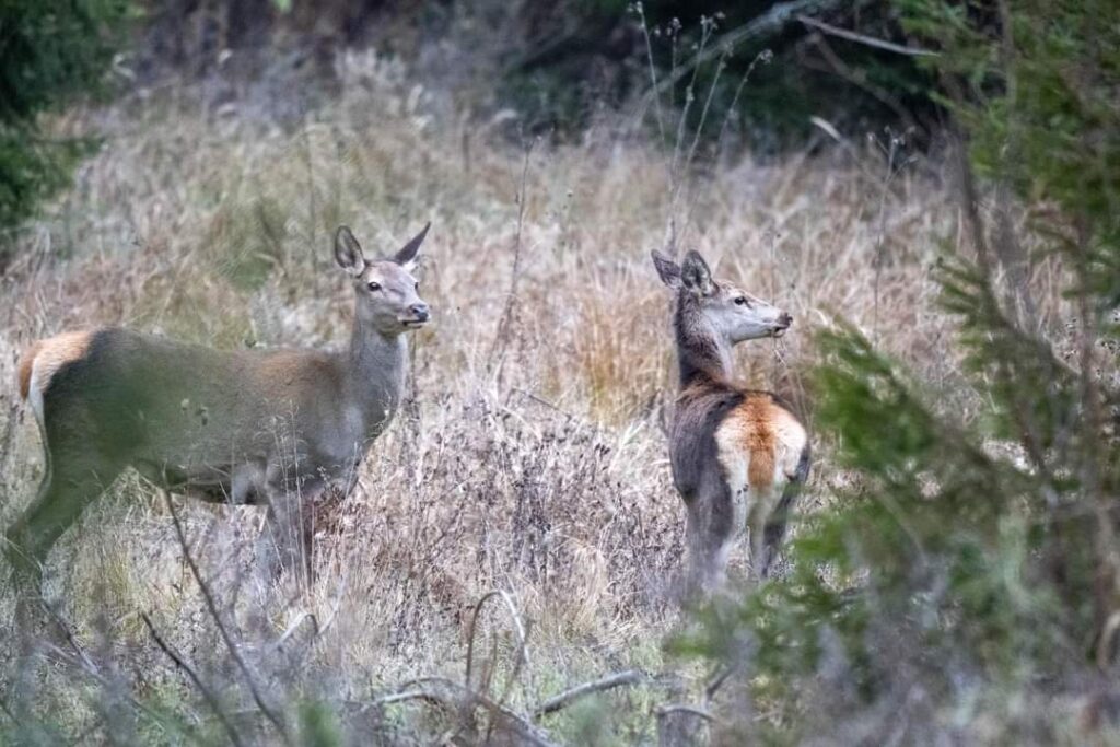 Peisaje de poveste: Ciute și liniștea dintre toamnă și iarnă Peisaje de poveste: Ciute și liniștea dintre toamnă și iarnă