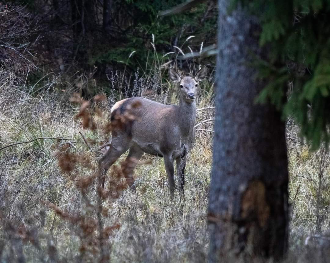 Peisaje de poveste: Ciute și liniștea dintre toamnă și iarnă