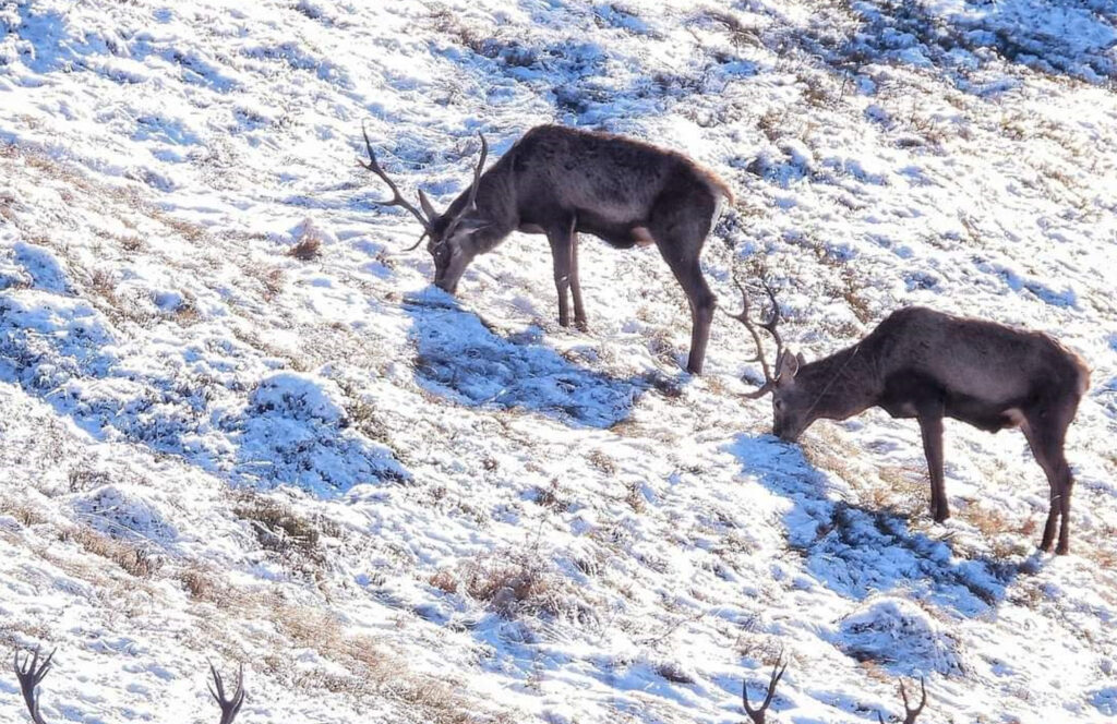 Căprioarele și cerbii, mesageri ai liniștii în zăpadă Caprioarele, mesageri ai liniștii în zăpadă, în inima Bucovinei, iarna își dezvăluie frumusețea nemărginită, iar caprioarele