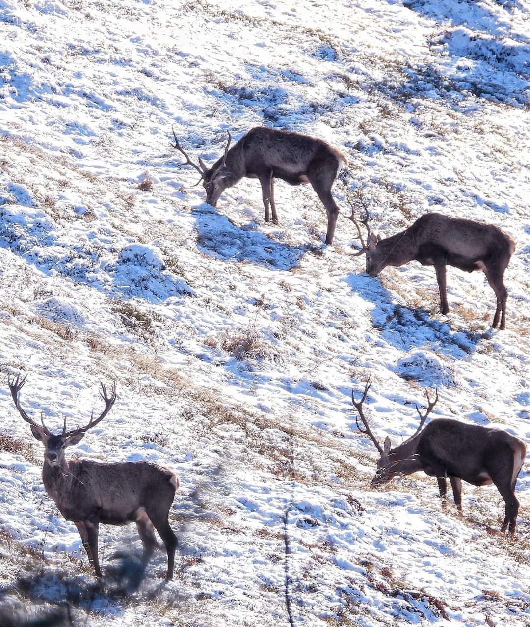 Caprioarele, mesageri ai liniștii în zăpadă, în inima Bucovinei, iarna își dezvăluie frumusețea nemărginită, iar caprioarele