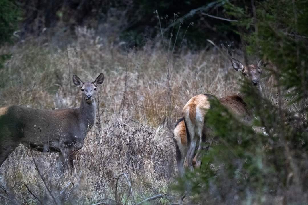 Peisaje de poveste: Ciute și liniștea dintre toamnă și iarnă