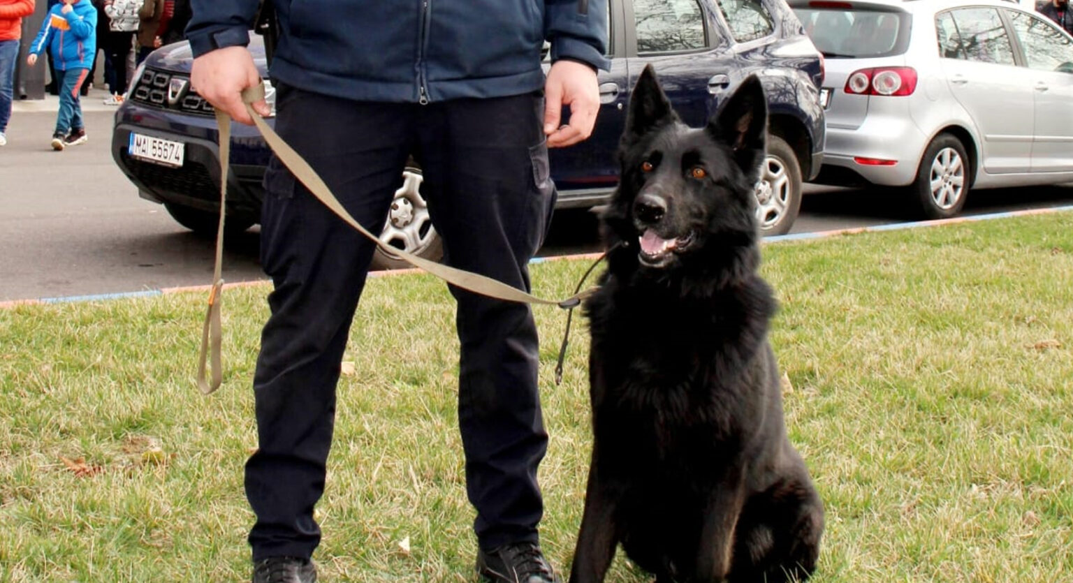 Chira, tovarăș de nădejde în misiunile Jandarmeriei Dâmbovița, jandarmii  pot miza pe un aliat special în misiunile lor.