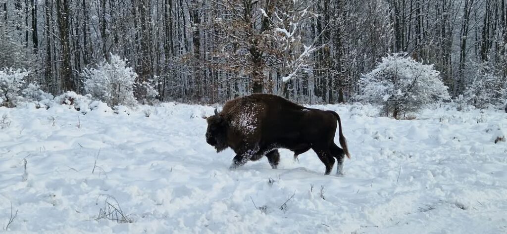 IMAGINILE  ZILEI: Zimbrii, o  întâlnire rară în mijlocul iernii, fotografiile au fost surprinse de Lică Balmoj, aflat într-o acțiune de monitorizar