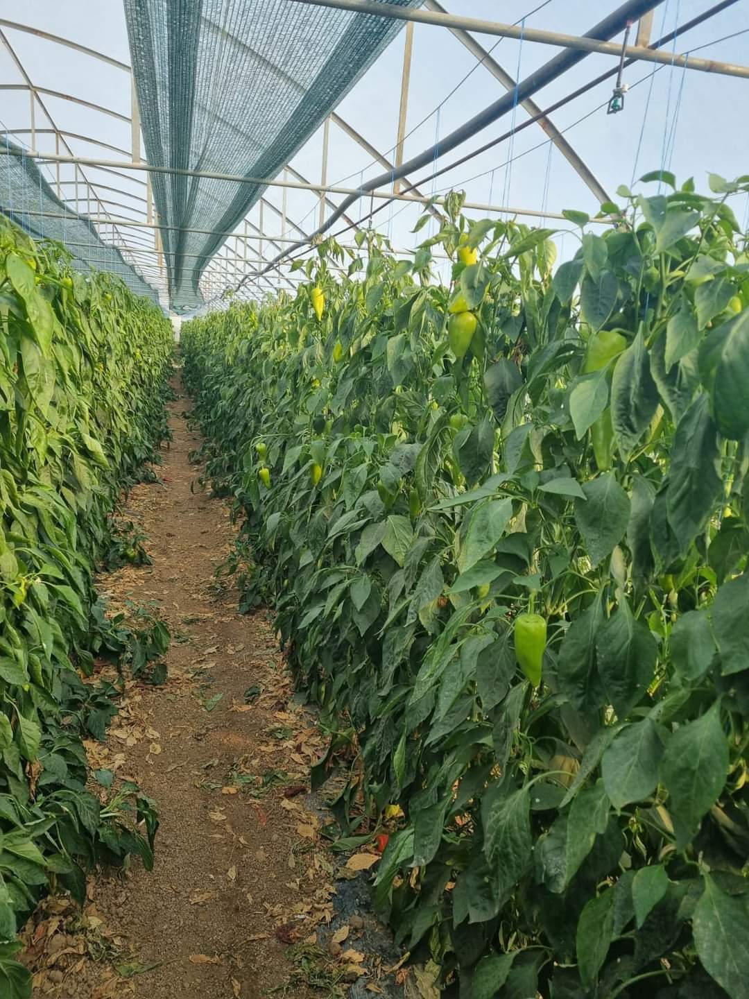 Inspectorii Direcției Agricole Dâmbovița, în sprijinul legumicultorilor din județ.