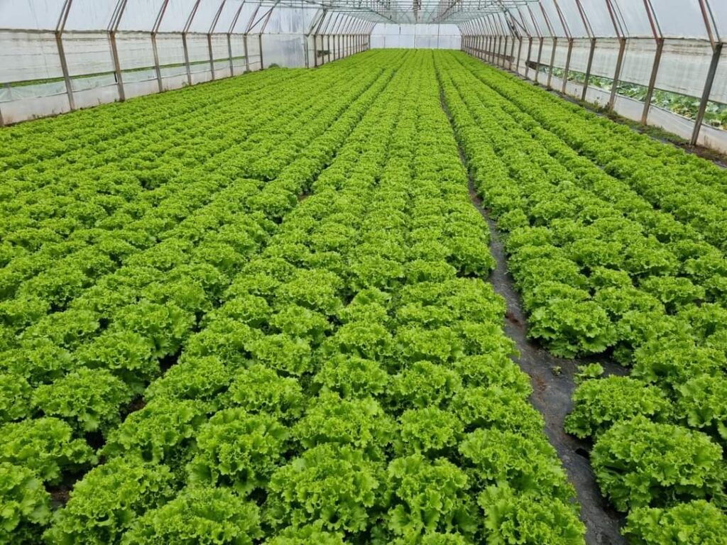 Inspectorii Direcției Agricole Dâmbovița, în sprijinul legumicultorilor din județ Inspectorii Direcției Agricole Dâmbovița, în sprijinul legumicultorilor din județ.