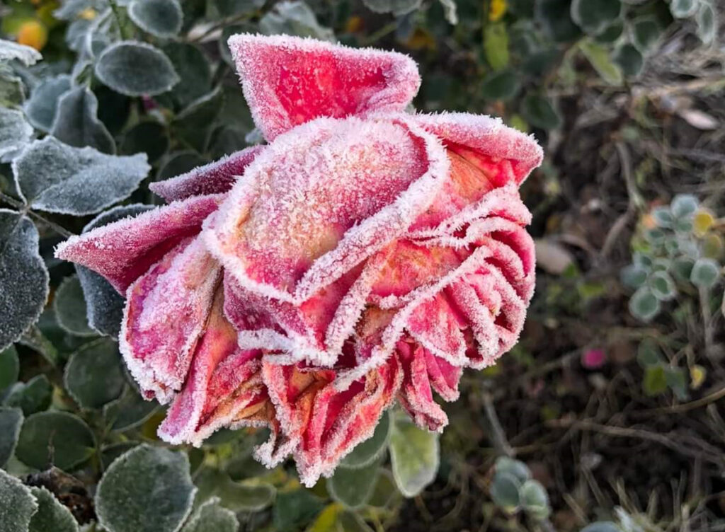 Gerul a pus stăpânire, iarna își face simțită prezența, vremea s-a răcit brusc în aproape toată țara, iar dimineața aceasta temperaturile