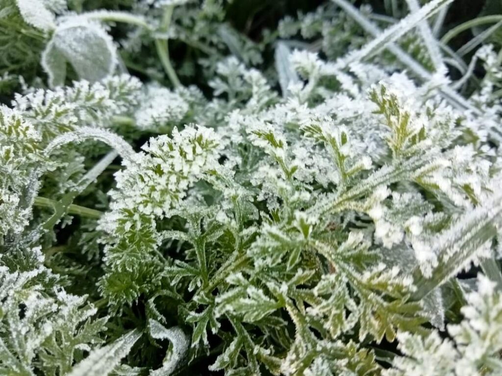 Vine iarna! Pe 7 noiembrie, România a fost martora unei dimineți răcoroase, cu temperaturi ce au atins pragul înghețului.