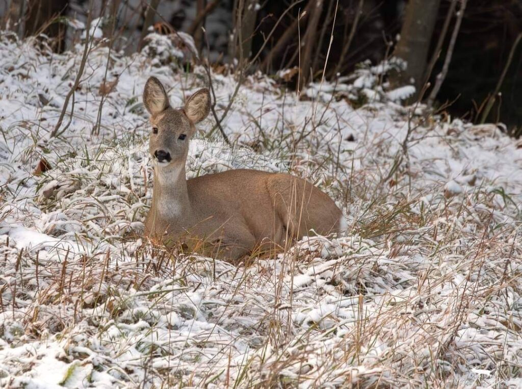 Atenție la șocurile termice! Vreme rece și ceață în toată țara, sâmbătă, 16 noiembrie 2024, meteorologii anunță o zi de sâmbătă rece și cu vreme variabilă.