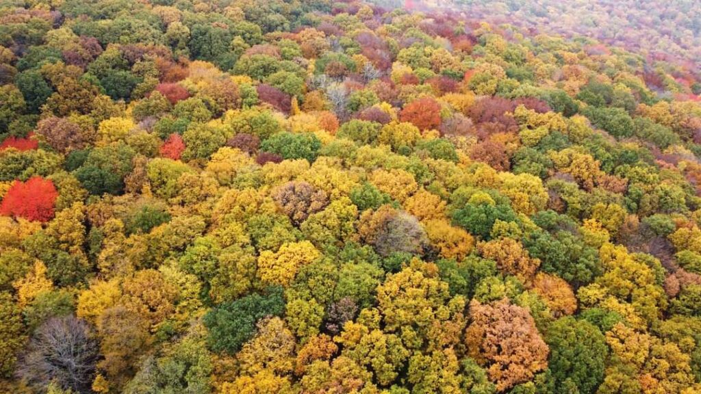 Toamna, un festival de culori în pădurile din Neamț Toamna, un festival de culori, pădurile administrate de Direcția Silvică Neamț, se transformă într-un peisaj de vis în această toamnă
