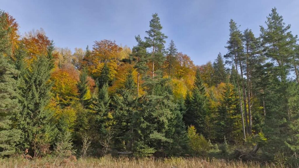 Toamna a îmbrăcat în culori vii pădurile din Ocolul Silvic Vintilă Vodă, iar frumusețea acestui sezon a fost surprinsă în imagini spectaculoase.