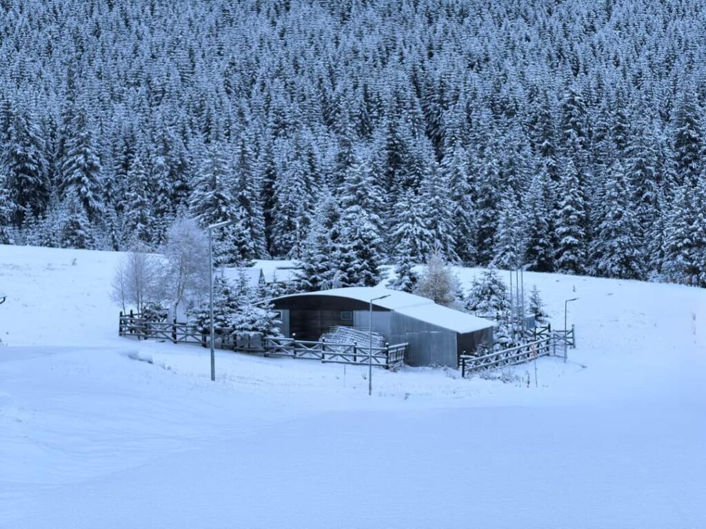 Stațiunea dâmbovițeană Padina-Peștera, tărâm de basm după prima ninsoare, după prima ninsoare. Muntele, acoperit de un strat pufos de zăpadă