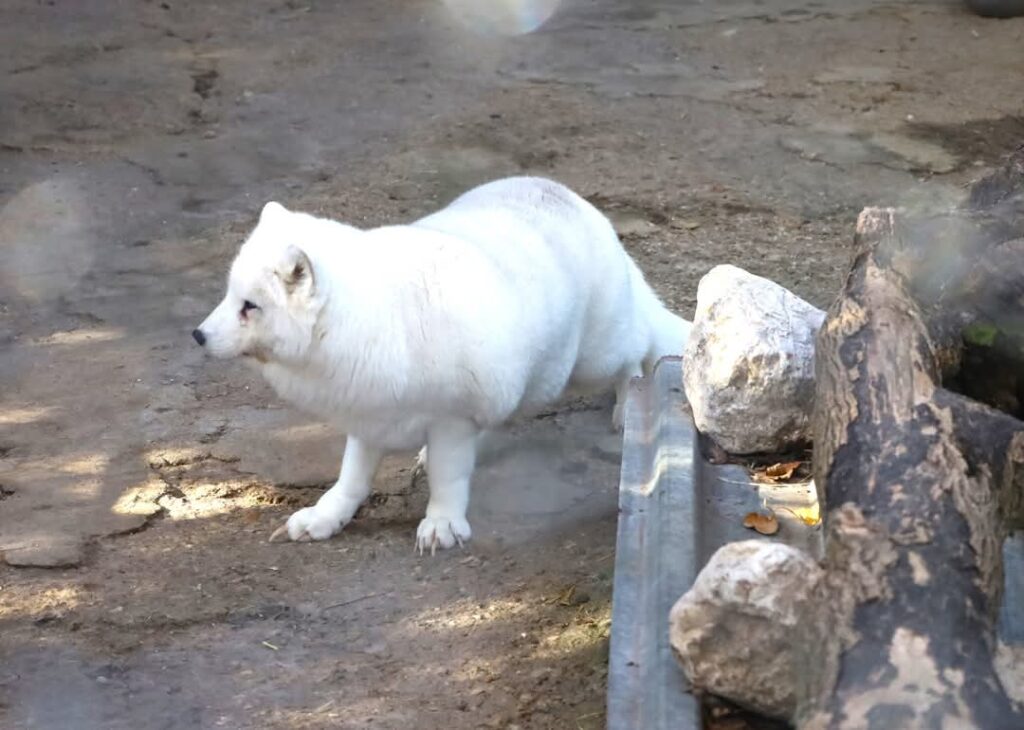 Vulpea polară argintie a ajuns la Zoo Târgoviște, o  nouă atracție pentru vizitator.