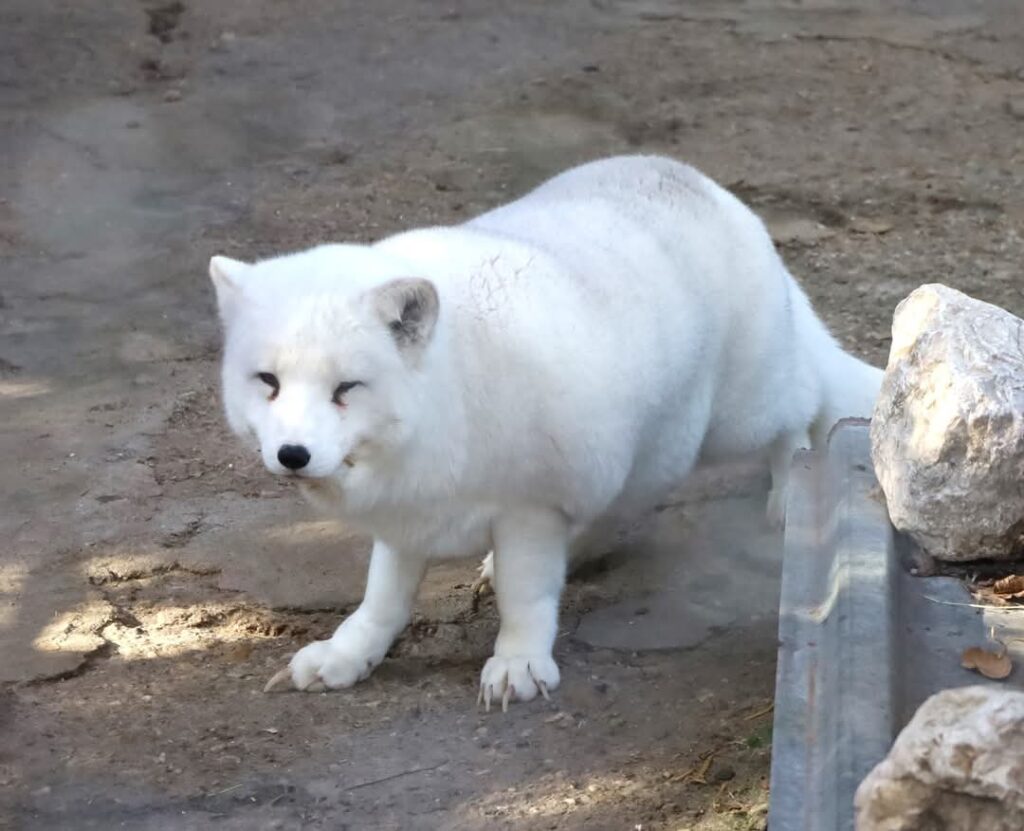 Vulpea polară argintie a ajuns la Zoo Târgoviște, o  nouă atracție pentru vizitator.