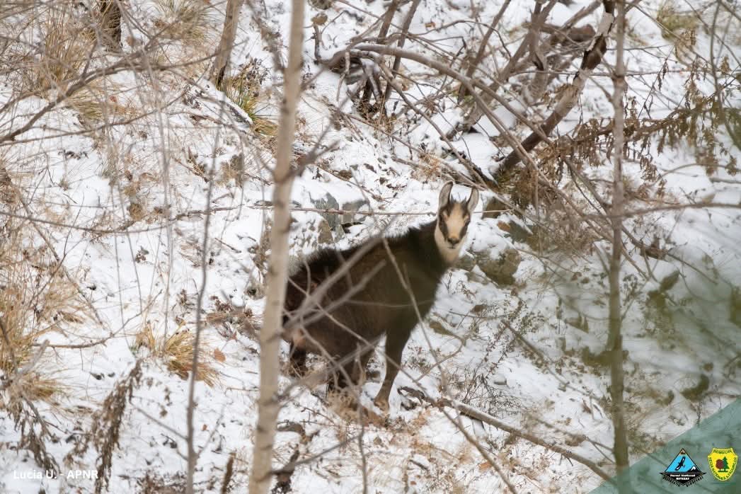Capra neagră, regele stâncilor din Retezat: Un spectacol al naturii sălbatice.