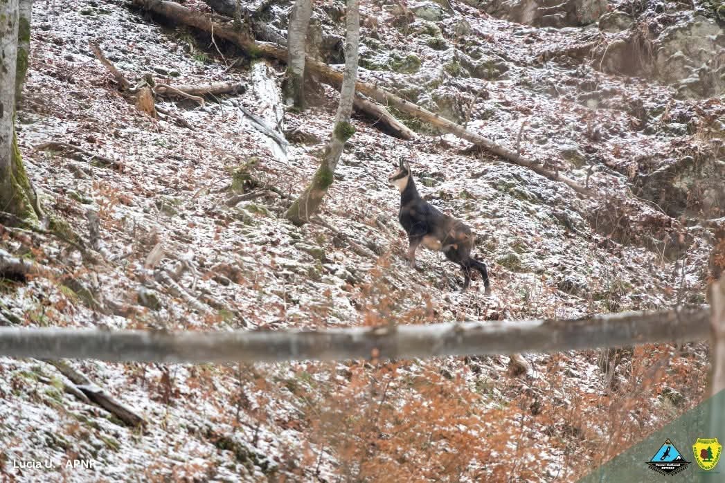 Capra neagră, regele stâncilor din Retezat: Un spectacol al naturii sălbatice.