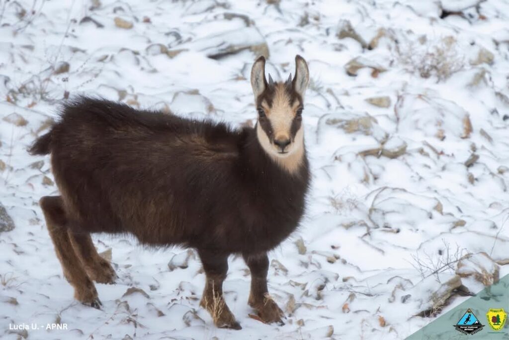 Capra neagră, regele stâncilor din Retezat: Un spectacol al naturii sălbatice.