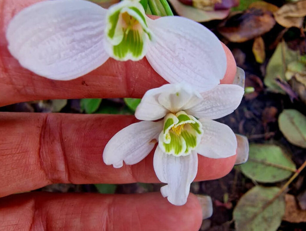 Ghioceii, flori simbolice ale primăverii apar în plină iarnă, în unele zone ale țării, datorită fluctuațiilor de temperatură.
