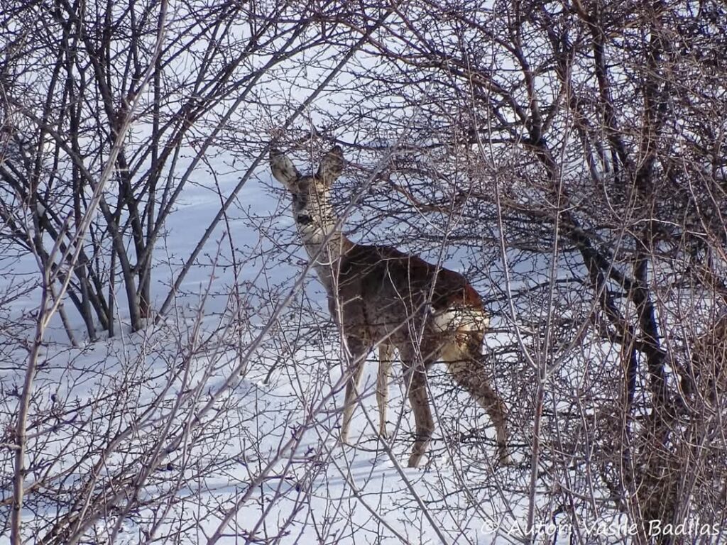ȘOC TERMIC de la o zi la alta : Se așteaptă ger și ceață, dar și ore din cursul zilelor cu temperaturi mai ridicate ȘOC TERMIC de la o zi la alta : Se așteaptă ger și ceață, dar și ore din cursul zilelor cu temperaturi mai ridicate .