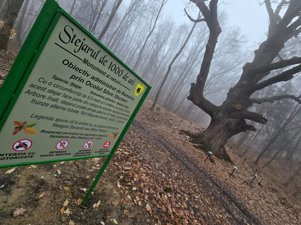 Premieră în județul Dâmbovița: Ocolul Silvic Sturzeni și voluntarii au lansat primul traseu tematic eco-educativ „Stejarul de 1000 de ani” Premieră în județul Dâmbovița: Ocolul Silvic Sturzeni și voluntarii au lansat primul traseu tematic eco-educativ "Stejarul de 1000 de ani".