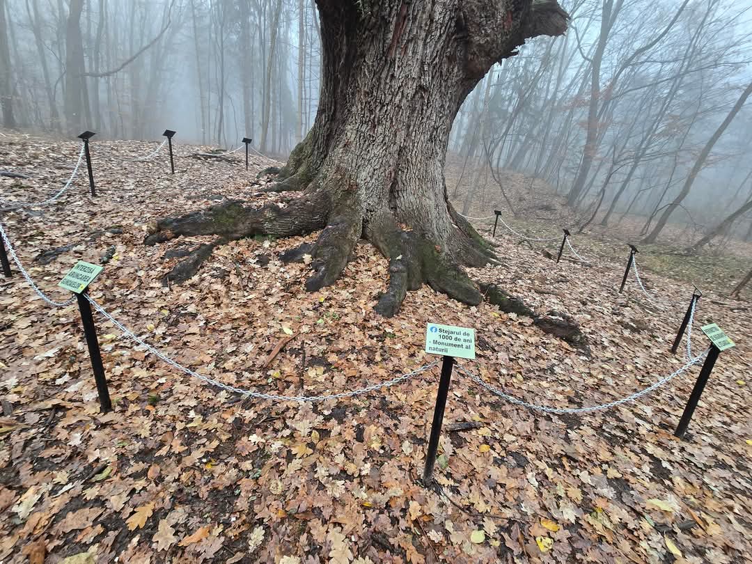 Premieră în județul Dâmbovița: Ocolul Silvic Sturzeni și voluntarii au lansat primul traseu tematic eco-educativ "Stejarul de 1000 de ani".
