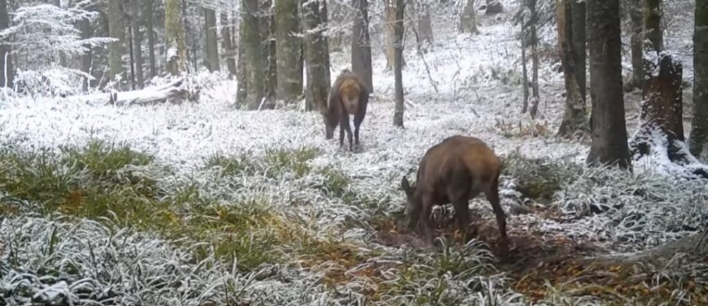 Surprize din inima naturii: Ciută și cerb surprinși de camerele de monitorizare în Parcul Național Retezat.