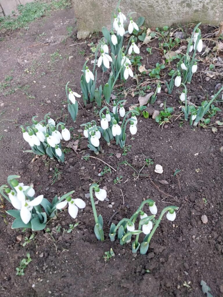 ANOMALII TERMICE : România trăiește o adevărată anomalie meteorologică. În ciuda faptului că ianuarie este, de obicei