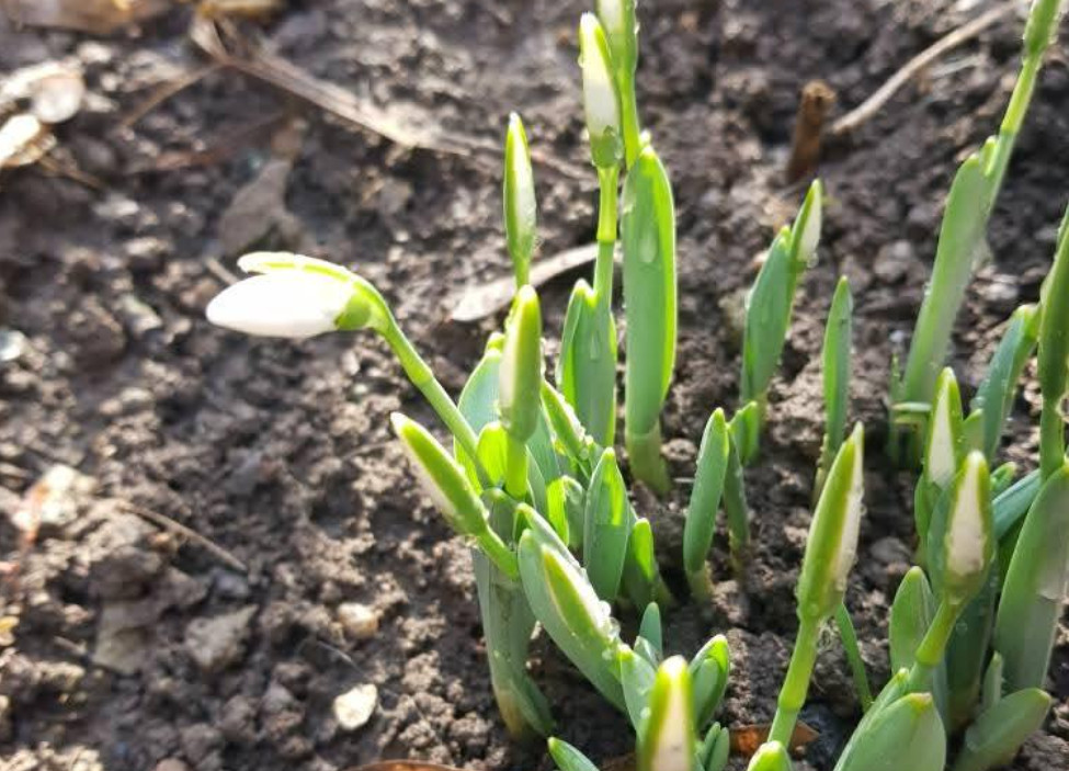 Anomalii termice în ianuarie: Temperaturi record și ghiocei înfloriți! Anomalii termice în ianuarie, în ultimele patru zile luna ianuarie, cunoscută pentru frigul său caracteristic, a adus în acest an un val de temperaturi neobișnuite