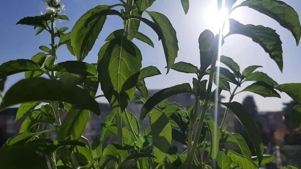 Când se pune busuioc sub pernă: Tradiția de Bobotează pentru a-ți visa ursitul Când se pune busuioc sub pernă: Tradiția de Bobotează pentru a-ți visa ursitul.