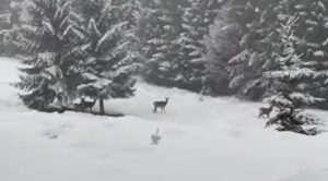 Peisaje de basm în Dorna Arini, 3 ianuarie 2025. Într-un cadru de poveste, zăpada s-a așternut lin pe dealurile din Dorna Arini