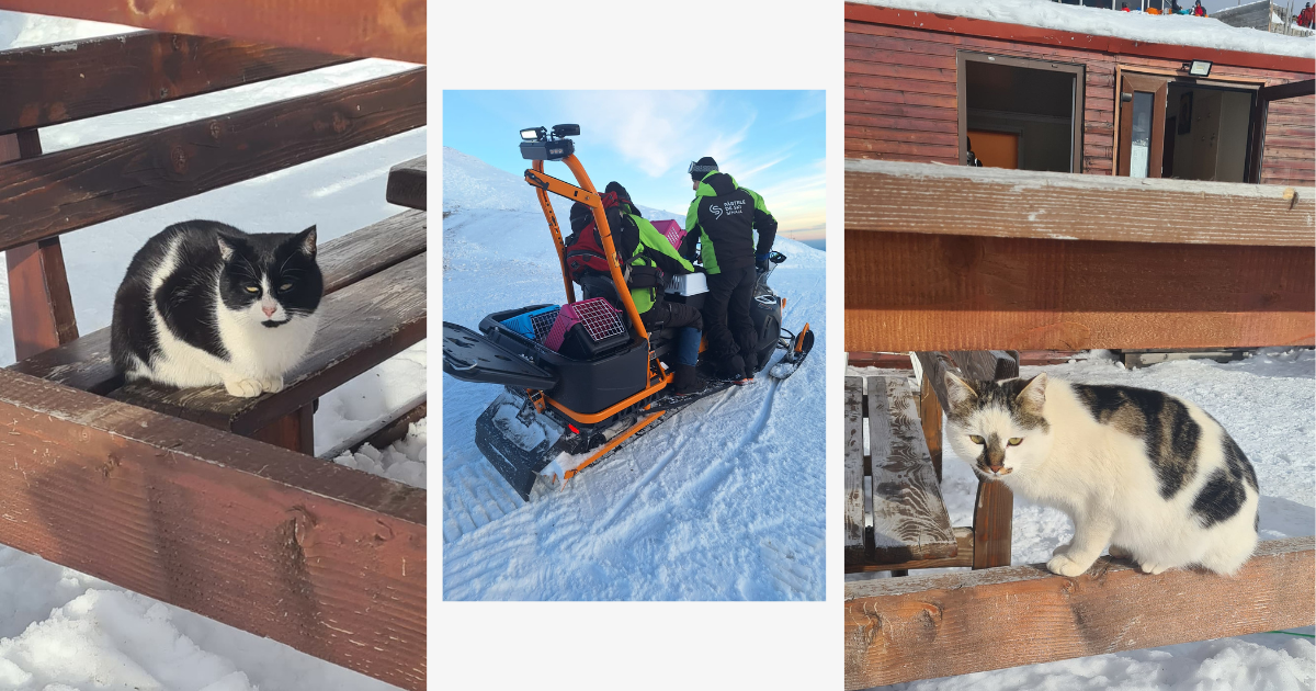 Finalul de an pentru Asociația de protecție a animalelor Sache a fost marcat de un caz incredibil de dificil: un grup de pisici tinere blocate în zăpezi la cota 2000, în Sinaia.