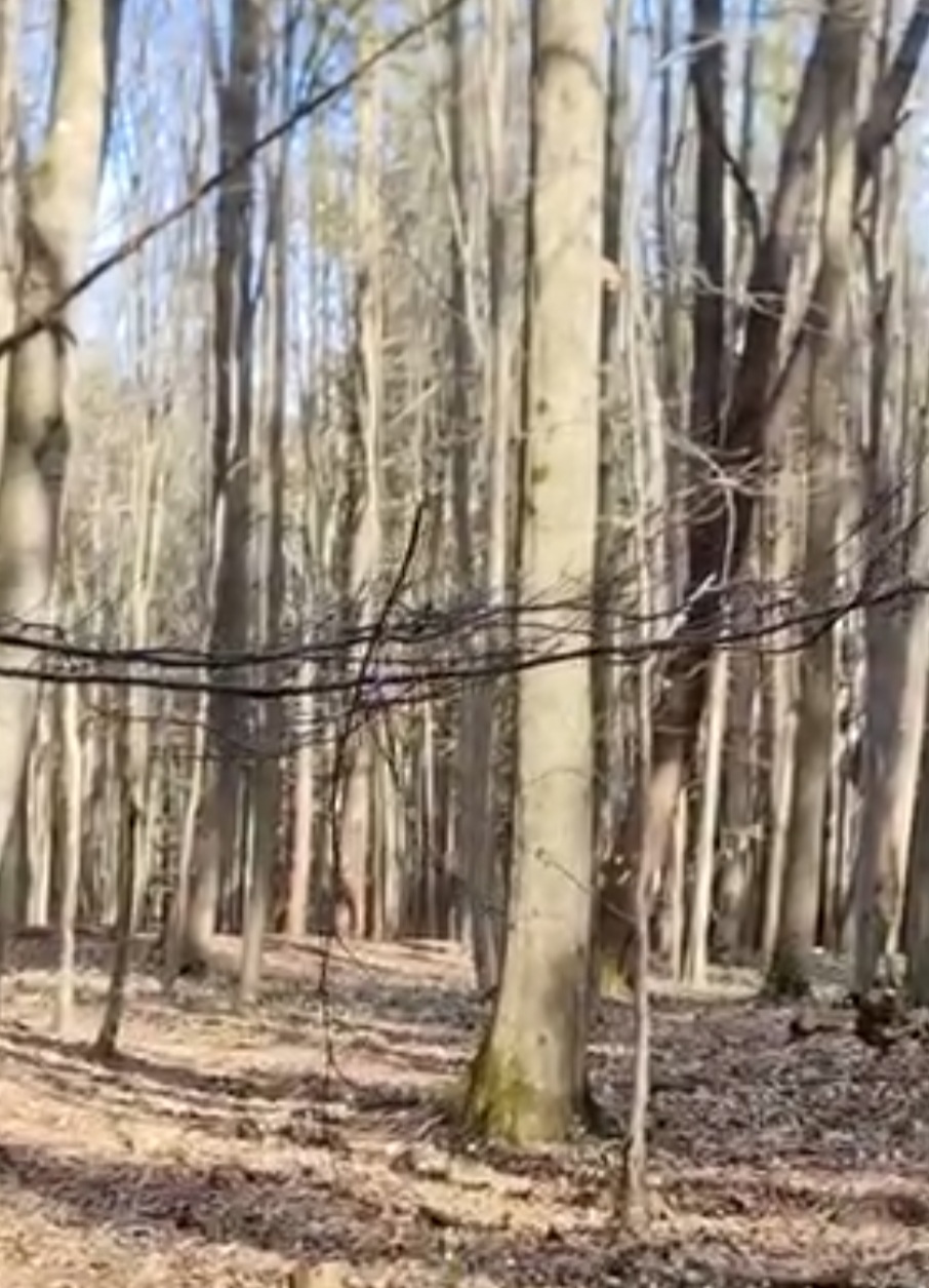 În ianuarie, primăvara își face discret intrarea în pădurile țării noastre. Temperaturi mai blânde și razele soarelui, din ce în ce mai calde, dau un impuls naturii care, încet, dar sigur, se trezește la viață.