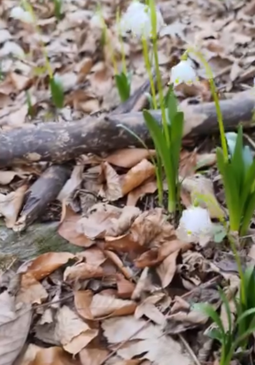 În ianuarie, primăvara își face discret intrarea în pădurile țării noastre. Temperaturi mai blânde și razele soarelui, din ce în ce mai calde, dau un impuls naturii care, încet, dar sigur, se trezește la viață.