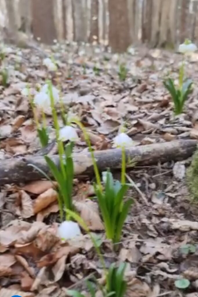 În ianuarie, primăvara iși face simțită prezența: Vestitorii naturii și-au facut apariția în pădurile noastre În ianuarie, primăvara își face discret intrarea în pădurile țării noastre. Temperaturi mai blânde și razele soarelui, din ce în ce mai calde, dau un impuls naturii care, încet, dar sigur, se trezește la viață.