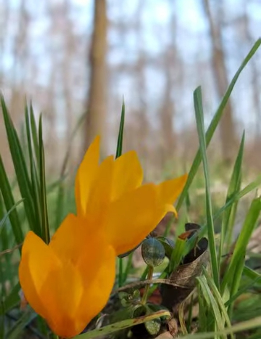 În ianuarie, primăvara își face discret intrarea în pădurile țării noastre. Temperaturi mai blânde și razele soarelui, din ce în ce mai calde, dau un impuls naturii care, încet, dar sigur, se trezește la viață.