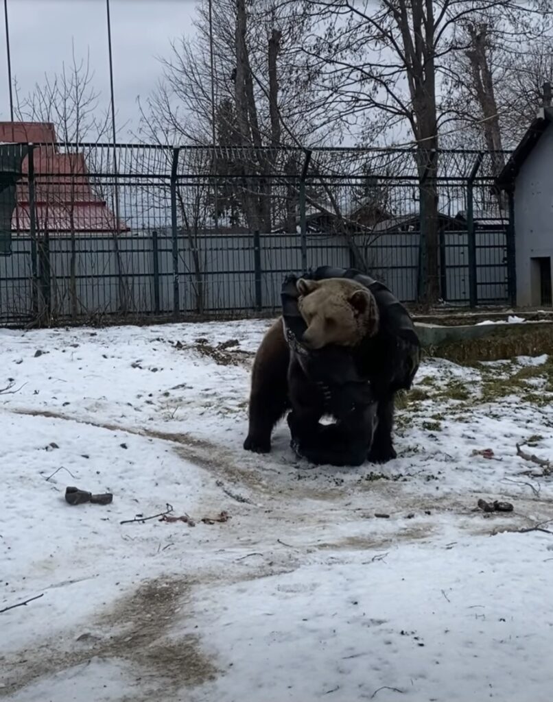 Baloo și magia Grădinii Zoo Rădăuți.Dacă îți dorești o escapadă plină de farmec, Grădina Zoo Rădăuți este locul perfect pentru o zi de neuitat!