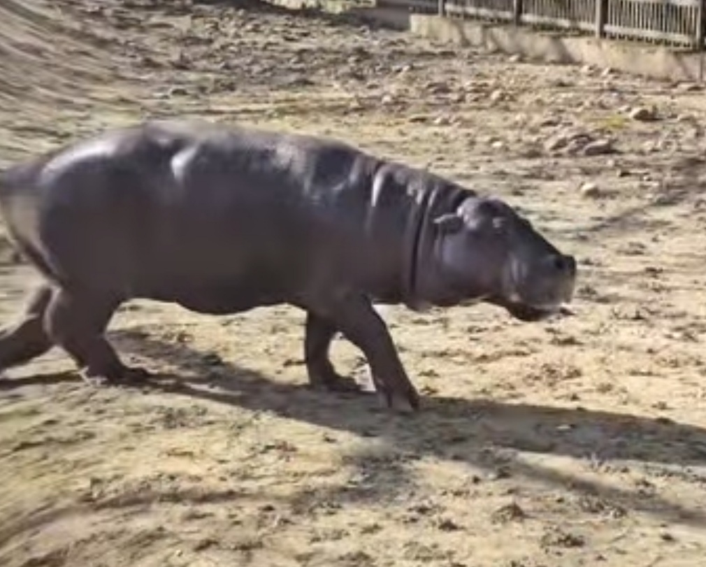 Grădina Zoologică din Târgoviște a fost și în 2024, un loc de top pentru iubitorii de natură și animale, atrăgând nu mai puțin de 152.643 de vizitatori, care au avut ocazia să descopere diversitatea fascinantă a Grădinii.