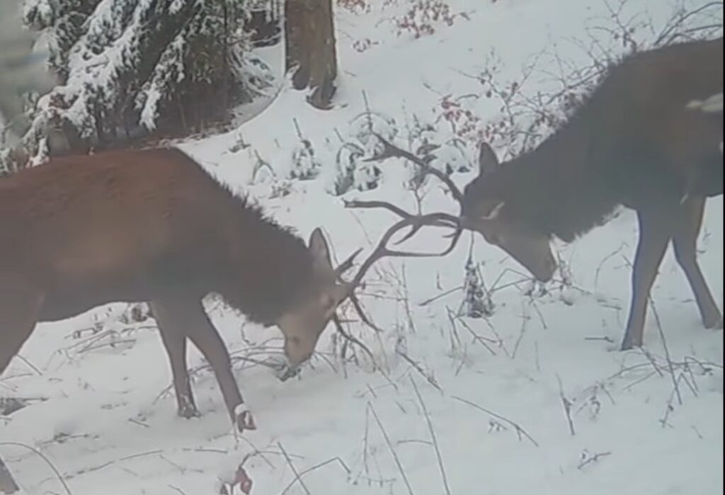 Un spectacol al naturii în Parcul Natural Putna Vrancea, acolo unde cerbii își testează forțele într-un dans al ierarhiilor.