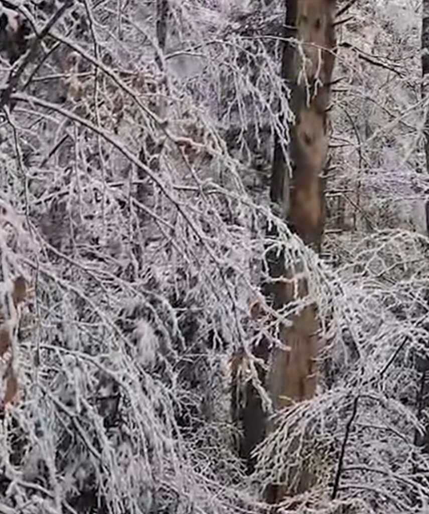 Iarna din pădurile Ocolului Silvic Dărmănești, din cadrul Direcției Silvice Bacău, ne oferă o panoramă de neuitat.