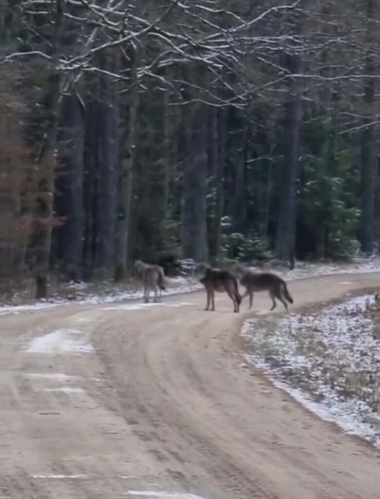 Lupii au început să iasă la  drumurile mari, România este martoră unui fenomen natural fascinant, dar și îngrijorător