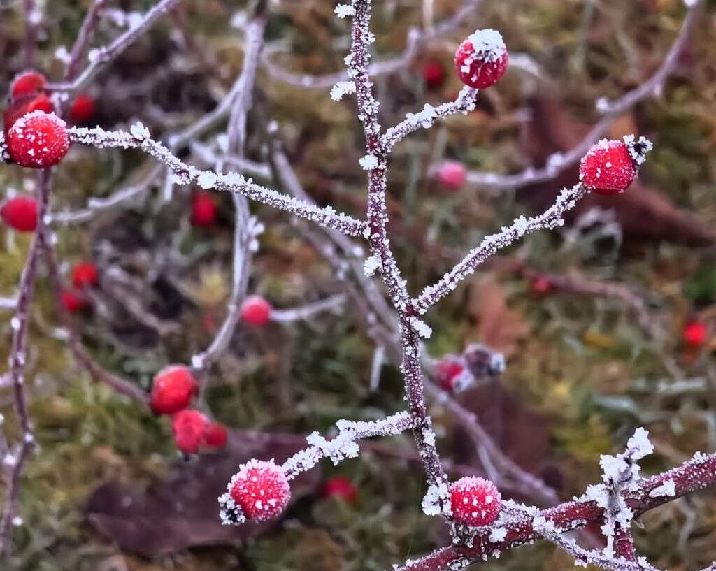 Pe 9 februarie 2025,  o zi de iarnă autentică, cu temperaturi scăzute și fenomene meteorologice variate. În regiunile intracarpatice